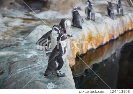 Penguins on a rocky shore near the water Penguins on a rocky shore near the water 124413108
