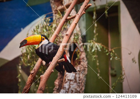 Toucan bird on the stairs in the aviary. Toucan bird on the stairs in the aviary. 124413109