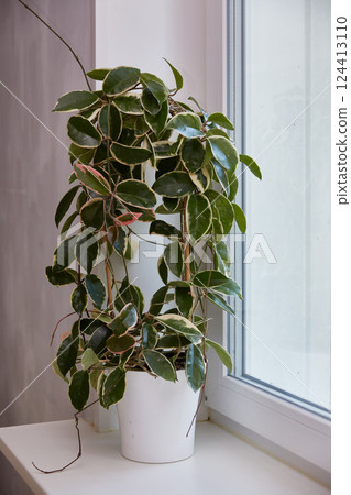 Variegated foliage of hoya carnosa variegata Krimson Queen on windows 124413110