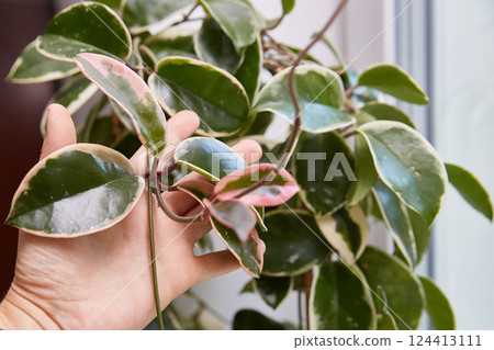 Hoya Crimson Queen leaves close-up in a woman's hand. Variegate leaves with a pink tinge. A homemade flower in a pot on the window. 124413111