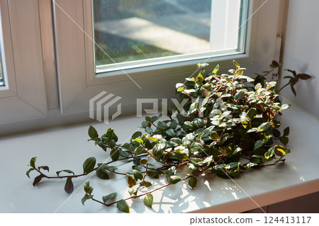 Tradescantia mini grows on a light windowsill. Tradescantia mini grows on a light windowsill. 124413117