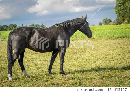 Black horse in the pasture Black horse in the pasture 124413127