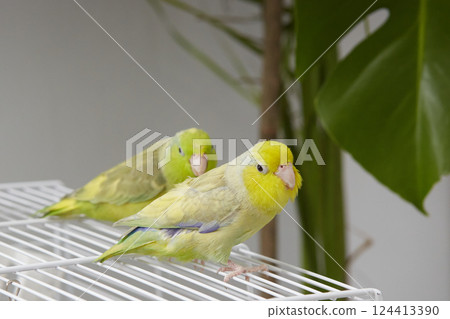 A pair of forepus parrots are sitting on a cage while walking around the room. Pets. 124413390