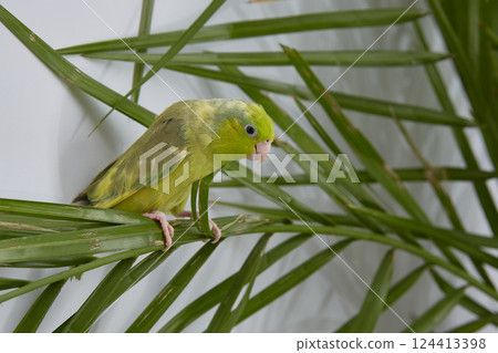 Green parrot forpus on the leaves of a date palm Green parrot forpus on the leaves of a date palm 124413398