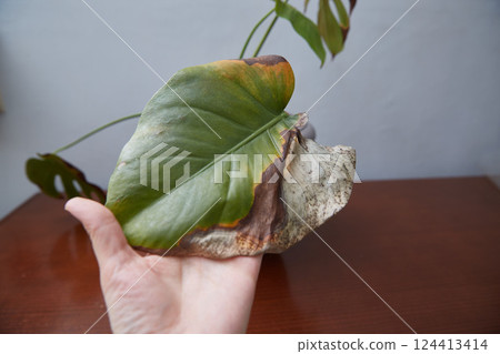 Demonstration of the diseased monstera leaf. Indoor plants diseases. High quality photo Demonstration of the diseased monstera leaf. Indoor plants diseases. High quality photo 124413414