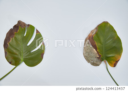Two sick leaves of monstera on a light background. Diseases of potted flowers are gray rot, thrips and mycosis 124413437