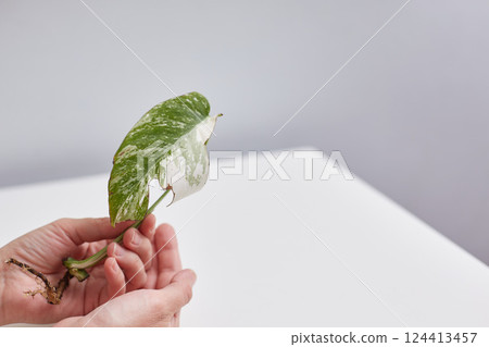 Sprout leaf of monstera variegata alba in female hands. Space for copying. 124413457