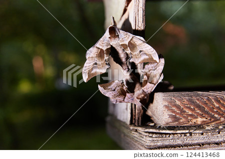 Smerinthus jamaicensis, a mating of two butterflies of the family Sphingidae. 124413468