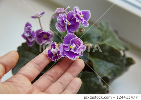 Potted Saintpaulia violet flowers. Potted Saintpaulia violet flowers. Senpolia or violet on the window. Purple variety, called Carnival 124413477