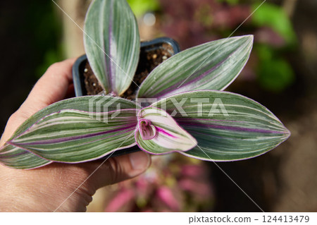 Tradescantia varieties Pink furry. This plant have succulent leaves, variegated pink, green and purple. The purple stripe in the center is a distinctive feature of this new variety. Tradescantia varieties Pink furry. This plant have succulent leaves, variegated pink, green and purple. The purple stripe in the center is a distinctive feature of this new variety. 124413479