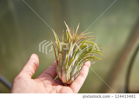 Tillandsia in a woman's hand. Beautiful soft sunlight. 124413481