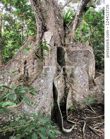 國家天然紀念物 咲島輝乃木 國家天然紀念物 咲島輝乃木 124413726