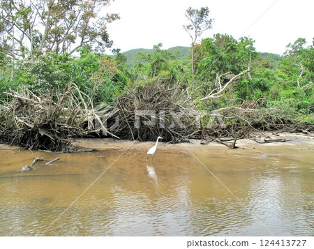 西表島的自然風光與野鳥 西表島的自然風光與野鳥 124413727