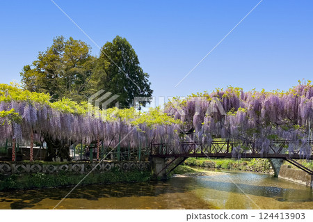 Wisteria flowers at Sasamuta Shrine 124413903