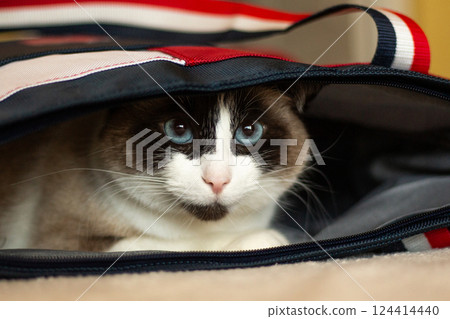Cute Siamese cat is hiding in bag. Curious cat lying in his owner's bag. Funny cats behavior. 124414440
