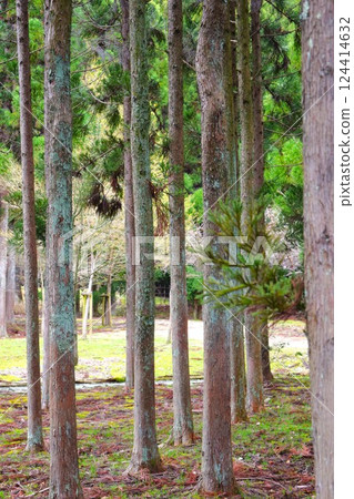 春天的日本花園 嵐山 京都府 2 春天的日本花園 嵐山 京都府 2 124414632