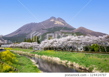 Yufuin Cherry blossoms lined with rape blossoms and Yufudake Yufuin Cherry blossoms lined with rape blossoms and Yufudake 124414787