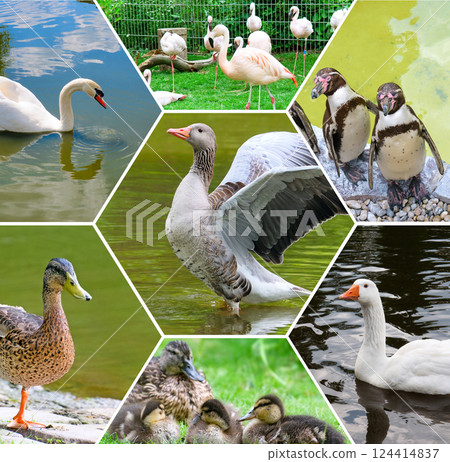 Waterfowl in the wild and in the zoo. Waterfowl in the wild and in the zoo. 124414837