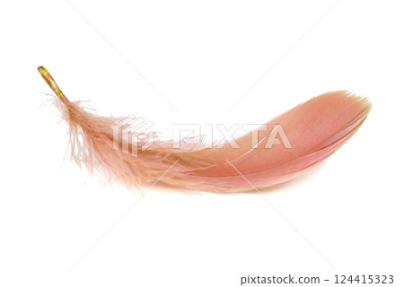 Light fluffy orange feather isolated on white background. 124415323