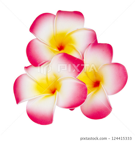 frangipani flower isolated on white background 124415333