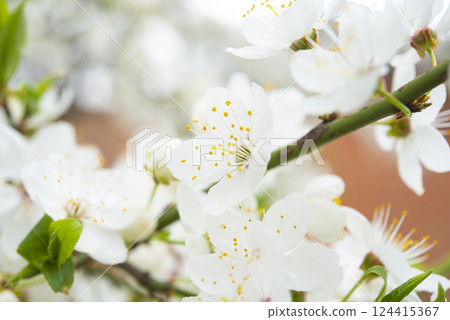 Blooming apple tree on a blurred natural background. Selective focus. High quality photo Blooming apple tree on a blurred natural background. Selective focus. High quality photo 124415367