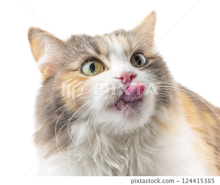 Funny fluffy cat portrait closeup cute photo Funny fluffy cat portrait closeup cute photo 124415385