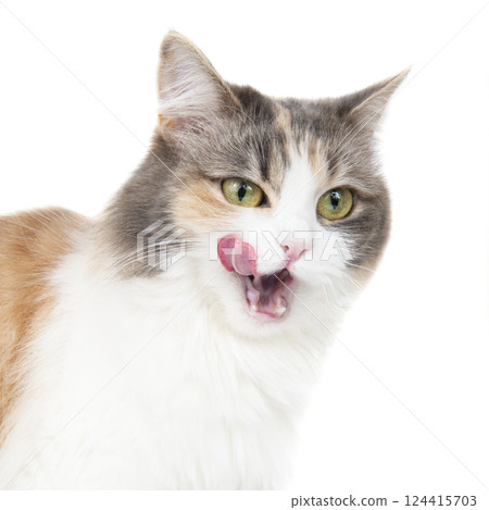 Funny beautiful fluffy cat licks isolated on the white background 124415703