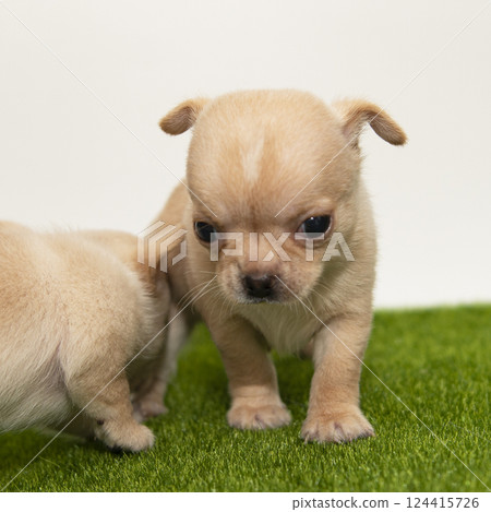 Funny chihuahua puppy dog isolated on the white background 124415726