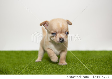 Funny chihuahua puppy dog isolated on the white background 124415727