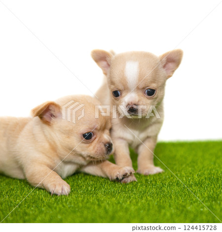 Funny chihuahua puppy dog isolated on the white background 124415728
