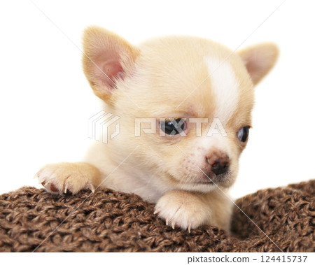 Small dog funny puppy cute chihuahua on knitted isolated on the white Small dog funny puppy cute chihuahua on knitted isolated on the white 124415737