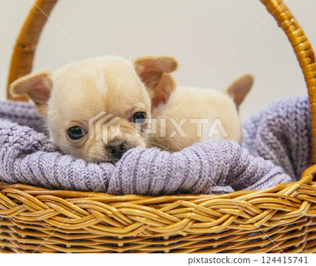 Small dog funny puppy cute chihuahua on knitted isolated on the white Small dog funny puppy cute chihuahua on knitted isolated on the white 124415741