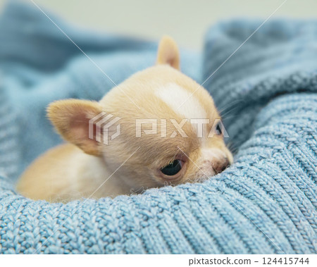 Small dog funny puppy cute chihuahua on knitted isolated on the white Small dog funny puppy cute chihuahua on knitted isolated on the white 124415744
