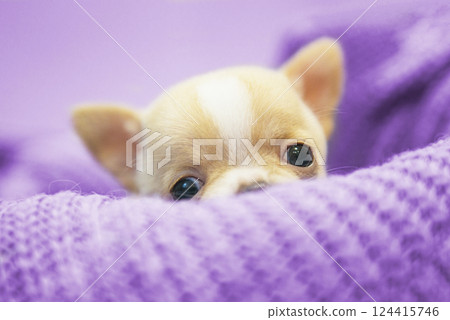 Small dog funny puppy cute chihuahua on knitted isolated on the white 124415746
