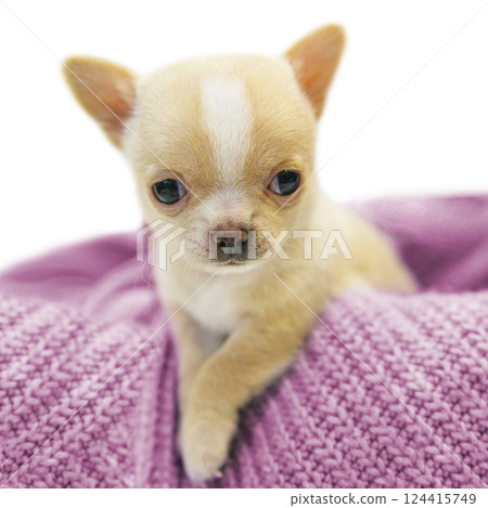 Small dog funny puppy cute chihuahua on knitted isolated on the white 124415749
