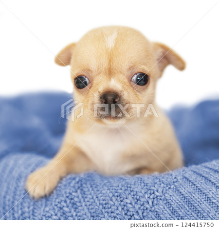 Small dog funny puppy cute chihuahua on knitted isolated on the white 124415750