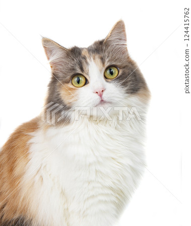 Funny cute beautiful fluffy cat isolated on the white background 124415762