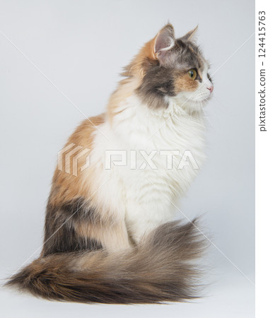 Funny cute beautiful fluffy cat isolated on the white background Funny cute beautiful fluffy cat isolated on the white background 124415763
