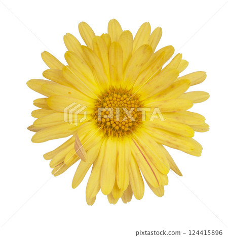Beautiful spring yellow flower fresh isolated on the white background Beautiful spring yellow flower fresh isolated on the white background 124415896