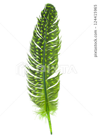 Elegant fluffy feather isolated on the white background 124415965