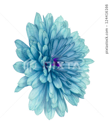 Beautiful pretty natural chrysanthemum flower daisy isolated on the white background 124416166