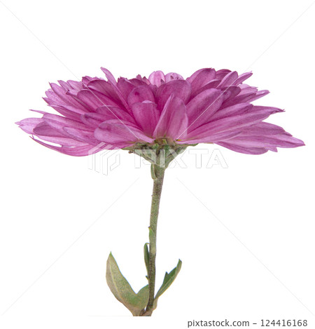 Beautiful pretty chrysanthemum flower daisy isolated on the white background 124416168