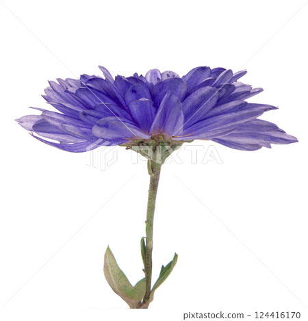 Beautiful pretty chrysanthemum flower daisy isolated on the white background 124416170