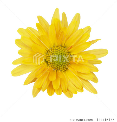 Beautiful pretty yellow chrysanthemum flower daisy isolated on the white background Beautiful pretty yellow chrysanthemum flower daisy isolated on the white background 124416177