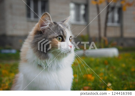Autumn outdoor cat fluffy portrait beautiful pet cute 124416398