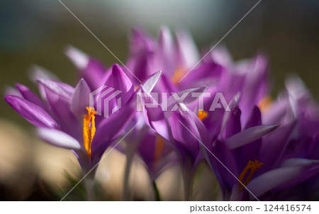 Opening crocus flowers under the rays of the sun Opening crocus flowers under the rays of the sun 124416574