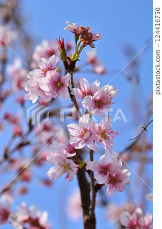 杏仁花 杏仁花 124416750