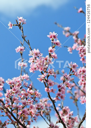 杏仁花 124416756