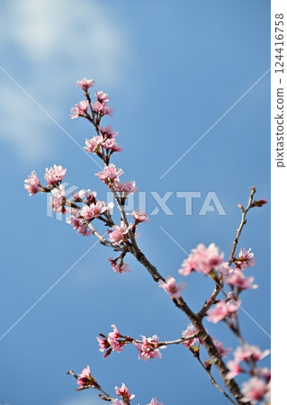 杏仁花 杏仁花 124416758