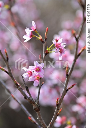 杏仁花 杏仁花 124416759